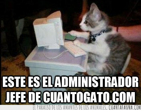 pc,computador,ordenador,cuantogato,administrador,gato,escritorio